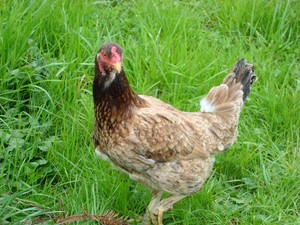 Kind Food Farm