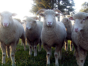 Oregon Coast Sheep Farm