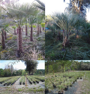 Brantley Palms