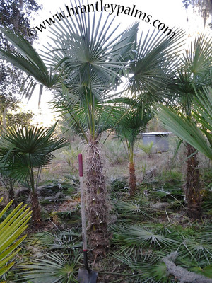 Brantley Palms