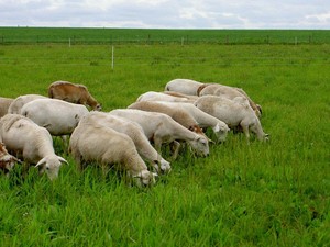 Prairie Grass Lamb