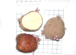 Redozo Biodiversity