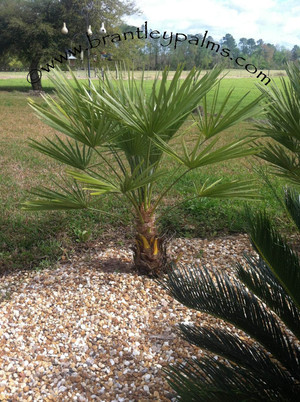 Brantley Palms