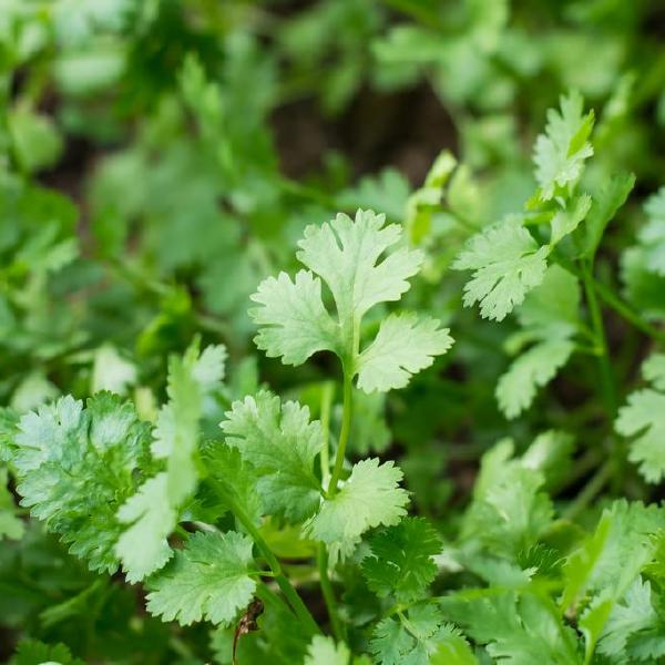 cilantro