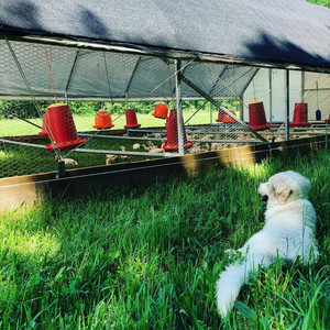 Joe's Farm