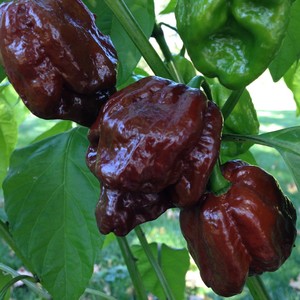 Wayland Chiles