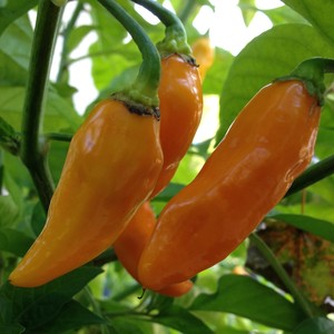 Wayland Chiles
