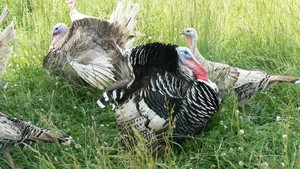 Elmwood Stock Farm