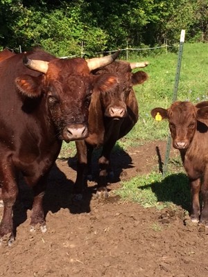 Willow Wood Farm