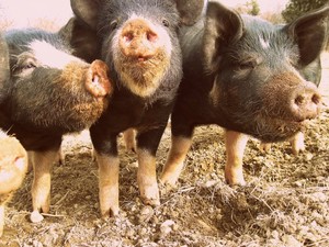 Cape Cod Organic Farm