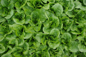 Growing Green Acres