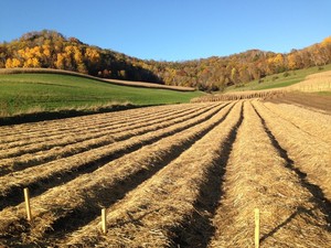 Tamarack Garlic Farm