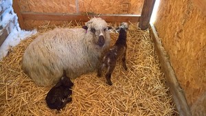 Lazy G Ranch & Rabbitry