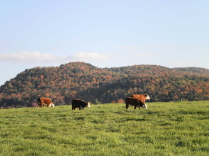 Breezy Acres Farm