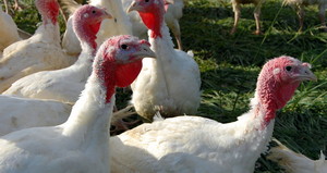 Sunny Hollow Farm