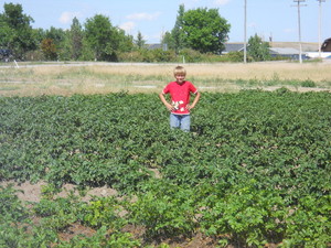 Mom and Pop Farm
