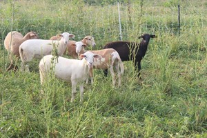 Semper Grazing Ranch
