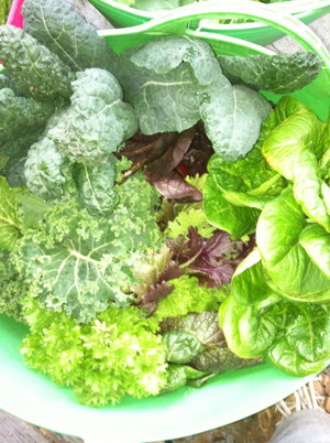 Bodhichitta Farms