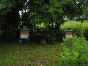 Berries Bees & More CSA & Farm Market