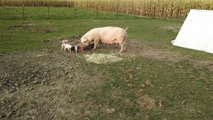 Hinterland Farms