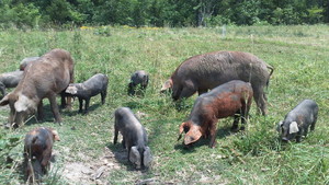 The Nutty Pig Farm