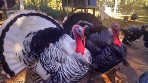 Southpaw Farm Heritage Breed Turkeys