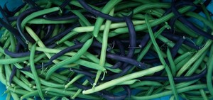 Rainbows End Farm CSA