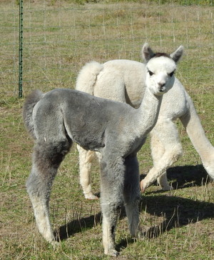 The Alpaca Farm Boutique