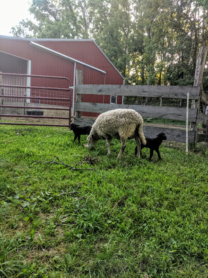 High Meadow Farm