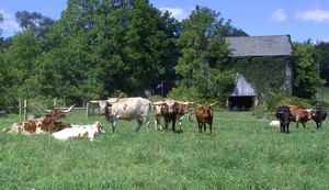 Callan Cattle Co.