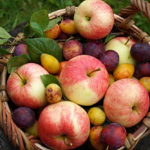 Fruits