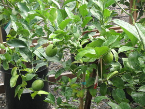 Iron Mountain Nursery & Farm