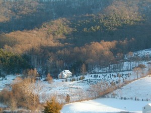 Clover Hollow Christmas Tree Farm