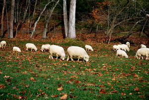 Davlin Farm