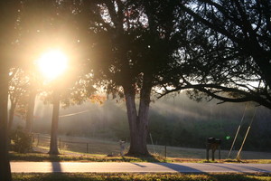 Amira Farms