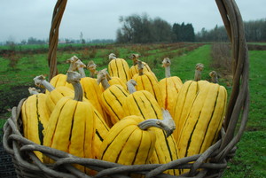 Fairfield Farm