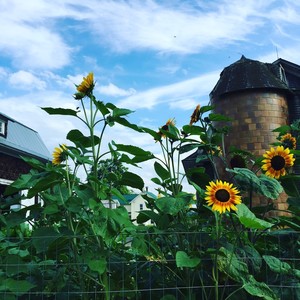 Carlton Farms