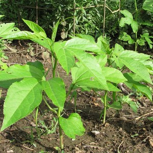 Bushyhead Botanicals