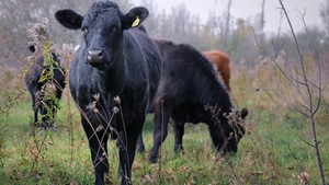 Kitley Beef Farm