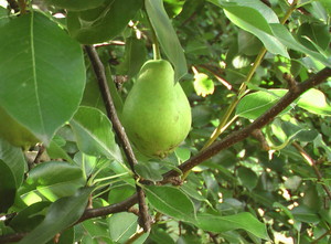 Crape Myrtle Farm