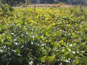 Lola's Organic Farm