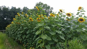 Brookville Farms