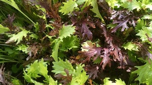 Second Spring Market Garden