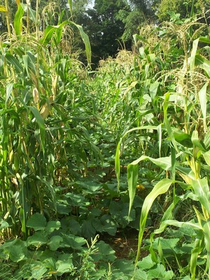 Moonfire Orchard