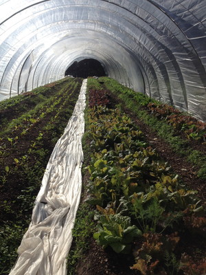 Turkey Hill Farm