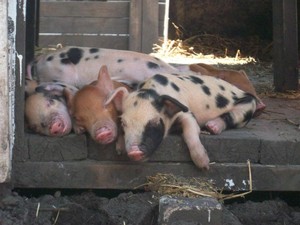 Monroe Ashby Farms