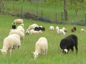 Morgan-Tenney Finnsheep Farm