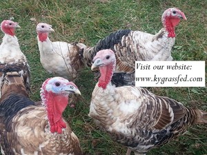 Diamond Family Farm