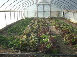 Countryside Produce