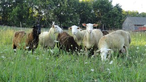 Meadowset Farm & Apiary, LLC